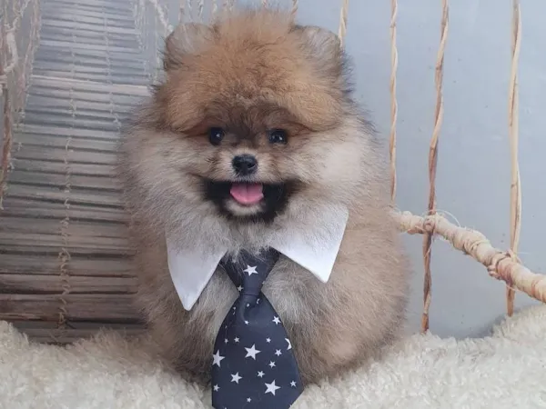 Nemački špic na prodaju, Novi Sad