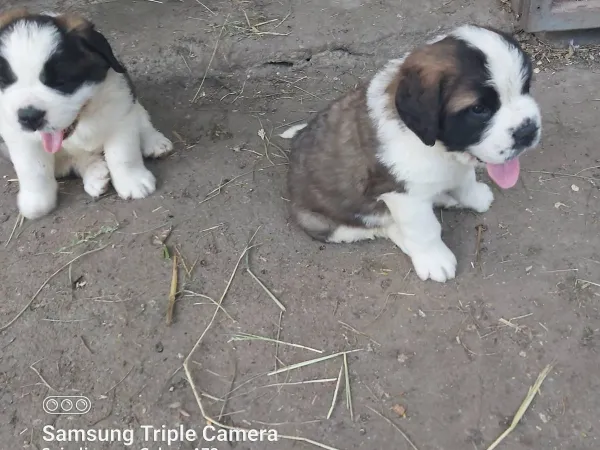 Bernardinac na prodaju, Subotica