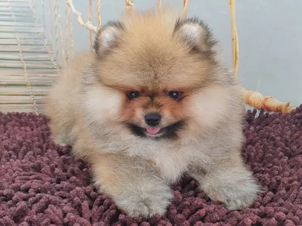 Nemački špic na prodaju, Novi Sad