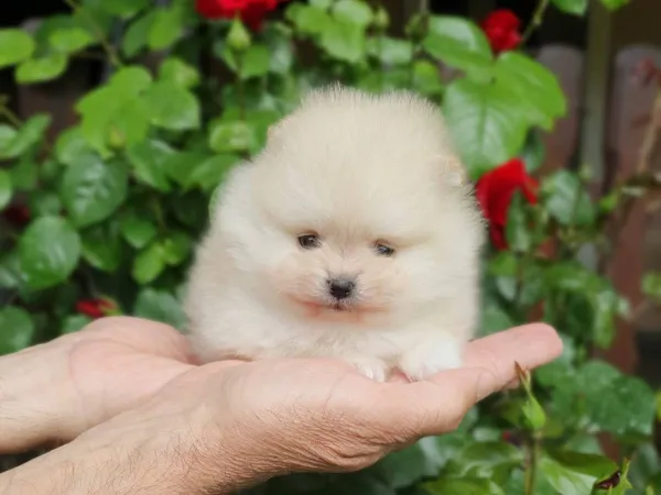 Nemački špic na prodaju, Novi Sad