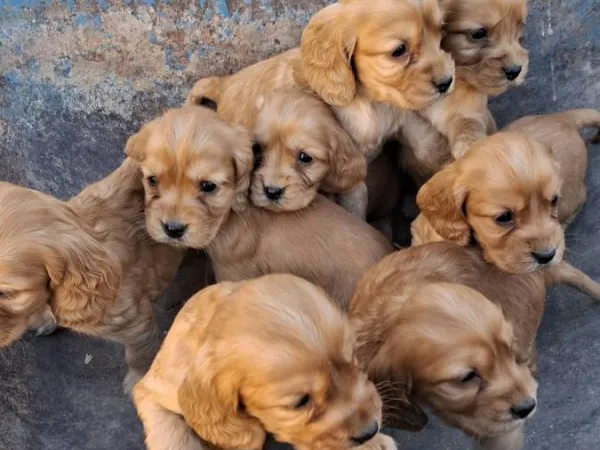 Engleski koker španijel na prodaju, Subotica