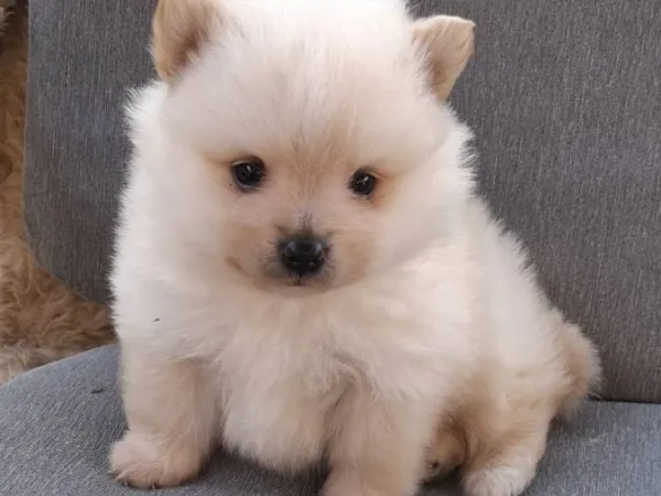 Nemački špic na prodaju, Subotica