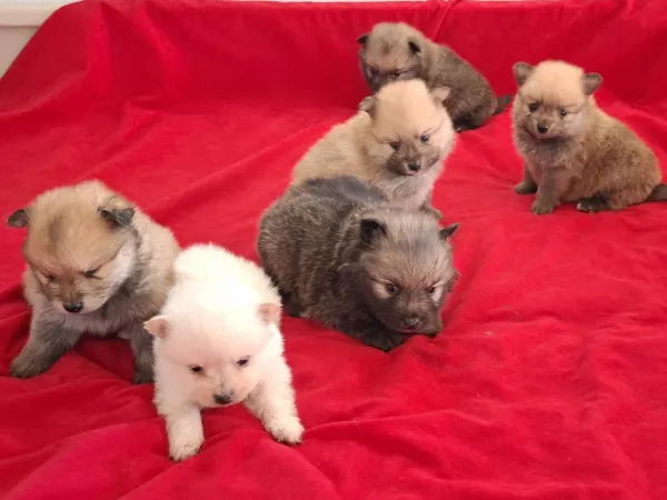 Nemački špic na prodaju, Subotica