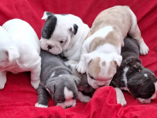 Buldog na prodaju, Subotica