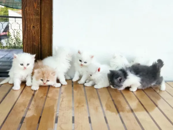 Persijska mačka na prodaju, Pančevo