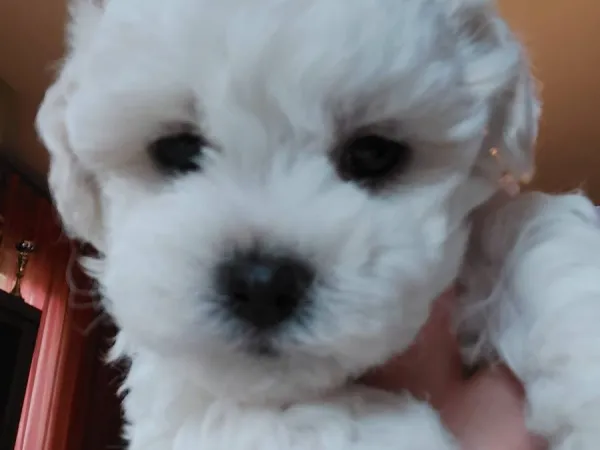 Bolonjski pas na prodaju, Novi Sad