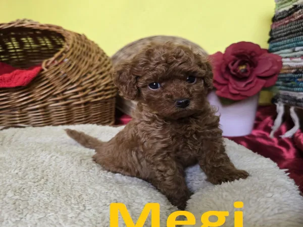 Pudla (patuljasta) na prodaju, Zrenjanin