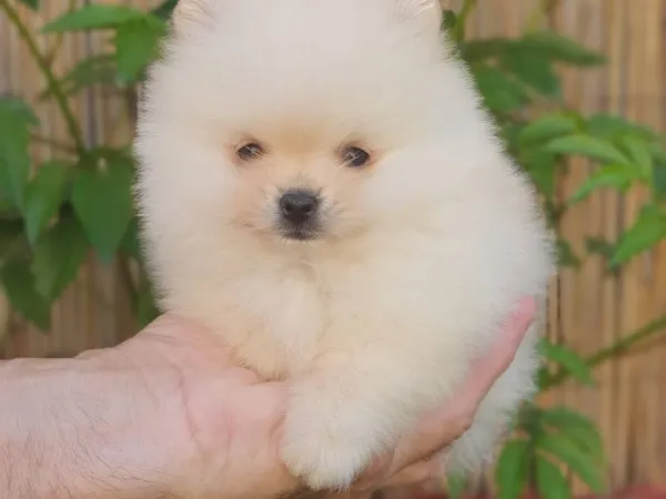 Nemački špic na prodaju, Novi Sad