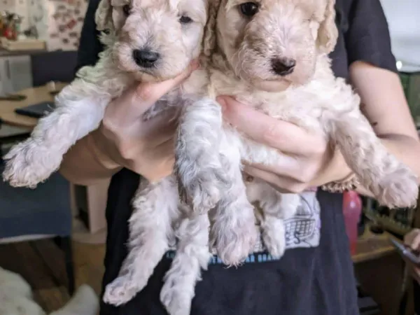 Pudla (patuljasta) na prodaju, Novi Sad