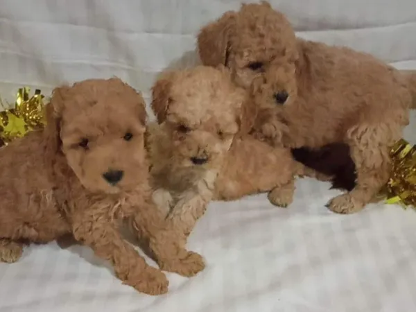 Pudla (patuljasta) na prodaju, Novi Sad