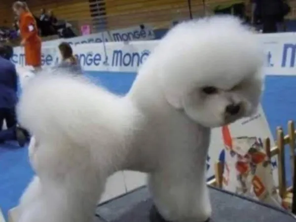 Kovrdžavi bišon na prodaju, Beograd