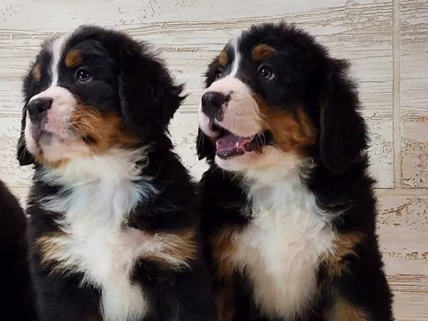 Bernski pastirski pas na prodaju, Paraćin