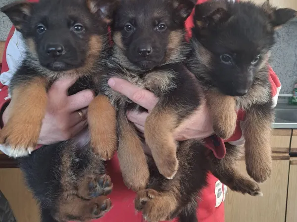 Nemački ovčar na prodaju, Kragujevac