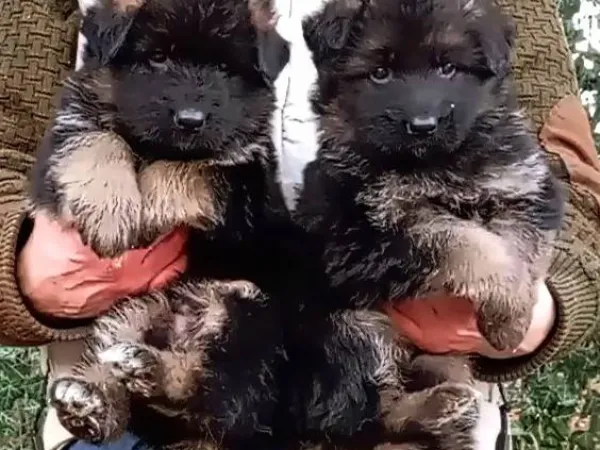 Nemački ovčar na prodaju, Beograd Rakovica