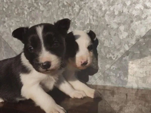 Border koli na prodaju, Ada