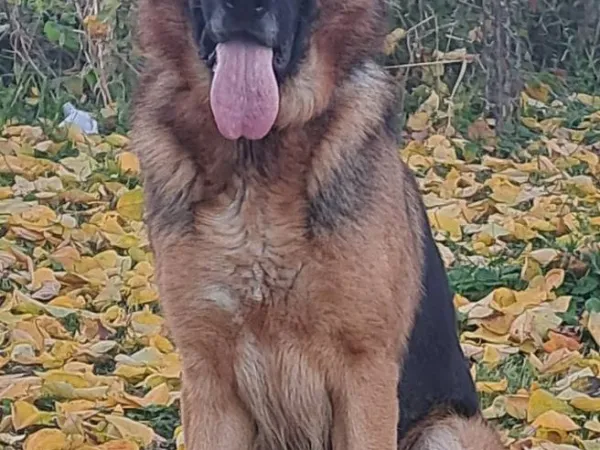 Nemački ovčar na prodaju, Kragujevac