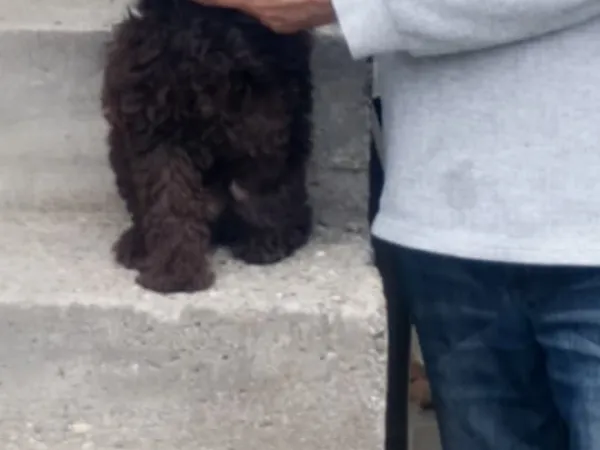 Pudla (patuljasta) na prodaju, Novi Sad