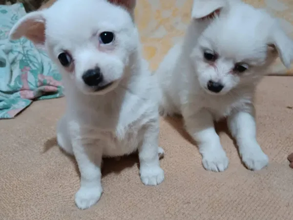 Čivava na prodaju, Futog