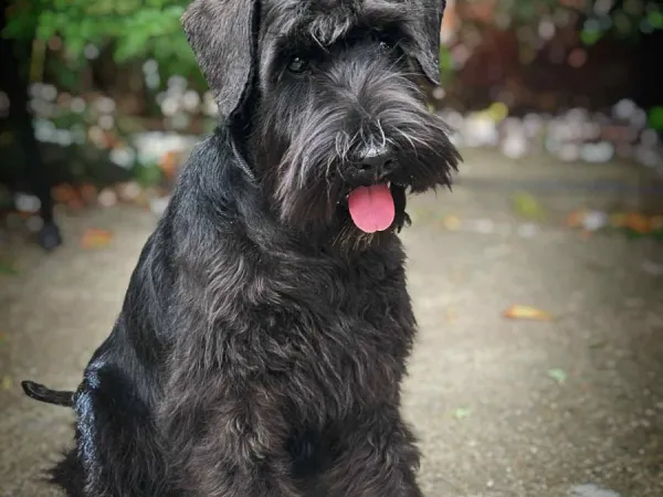 Patuljasti šnaucer na prodaju, Beograd