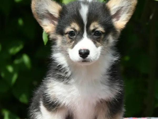 Velški korgi (pembrok) na prodaju, Valjevo