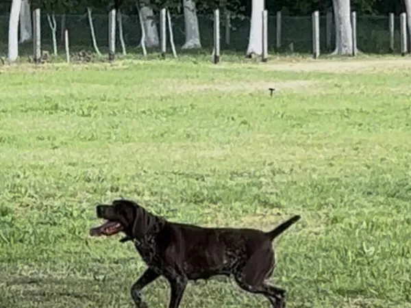 Nemački kratkodlaki ptičar na prodaju, Obrenovac