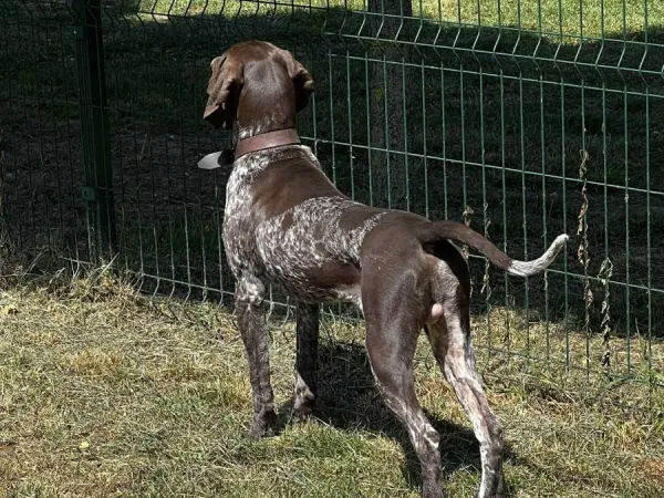 Nemački kratkodlaki ptičar na prodaju, Obrenovac