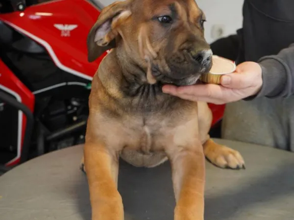 Ostalo na prodaju, Lazarevac