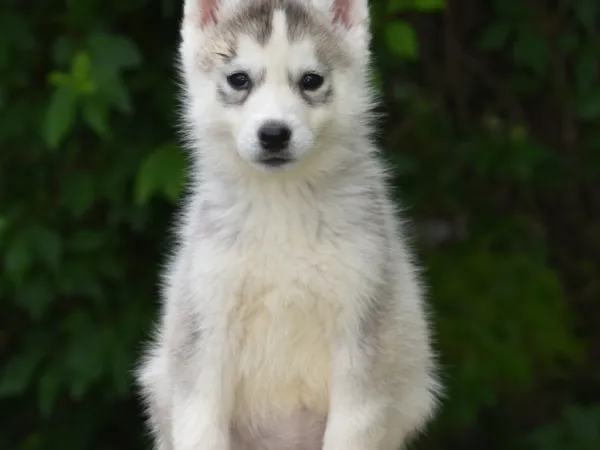 Sibirski haski na prodaju, Novi Sad