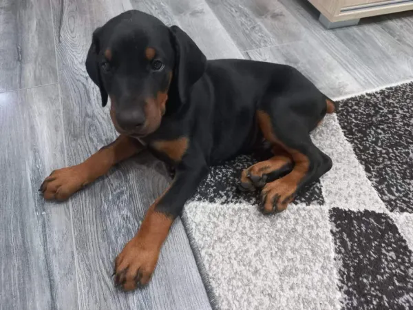 Doberman na prodaju, Subotica