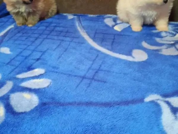 Nemački špic na prodaju, Kikinda