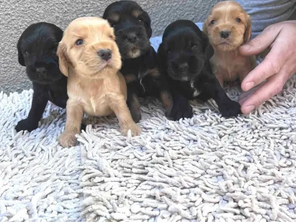 Engleski koker španijel na prodaju, Pančevo