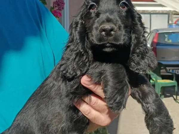 Engleski koker španijel na prodaju, Pančevo