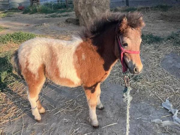 Ostalo na prodaju, Subotica