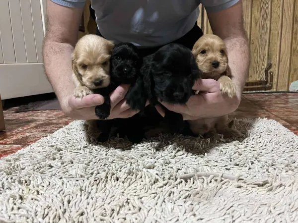 Engleski koker španijel na prodaju, Pančevo