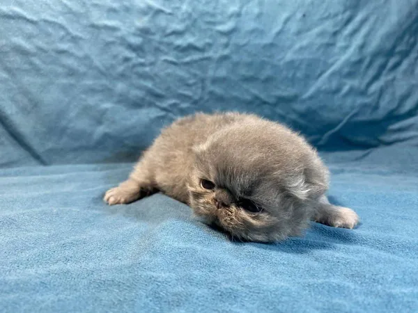 Persijska Mačka - Piggy Look na prodaju, Aleksinac