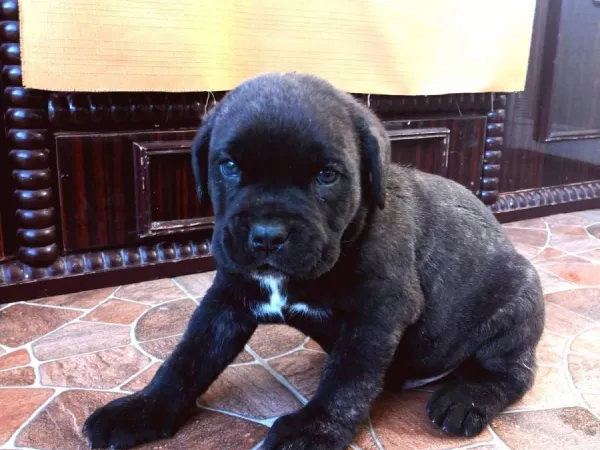 Kane korso na prodaju, Pančevo