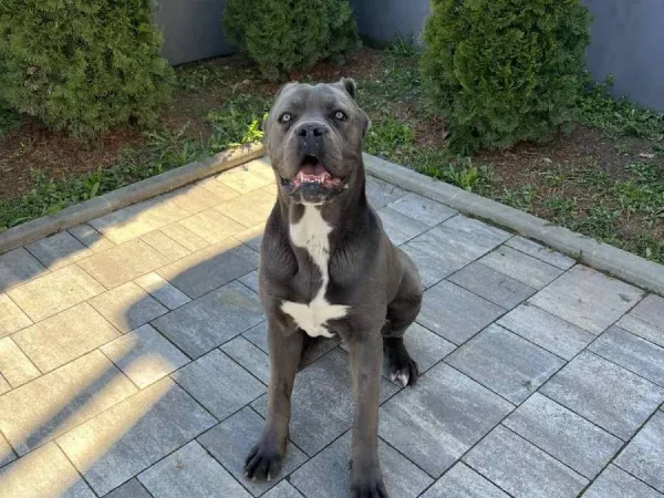 Kane korso na prodaju, Pančevo