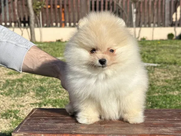 Nemački špic na prodaju, Novi Sad