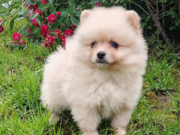 Nemački špic na prodaju, Bačka Topola