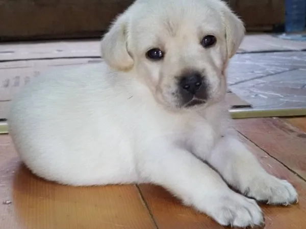 Labrador retriver na prodaju, Niš