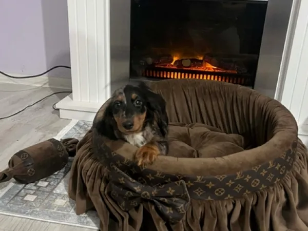 Jazavičar na prodaju, Novi Sad