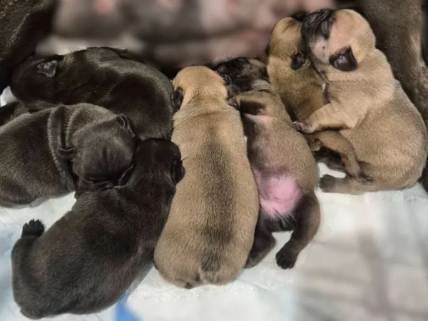 Francuski buldog na prodaju, Smederevska Palanka