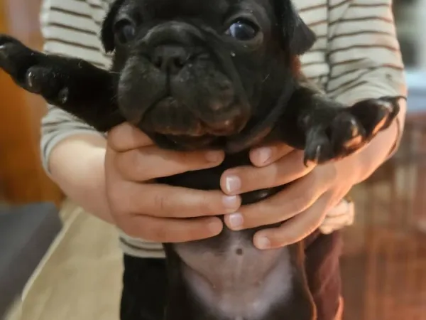 Francuski buldog na prodaju, Smederevska Palanka