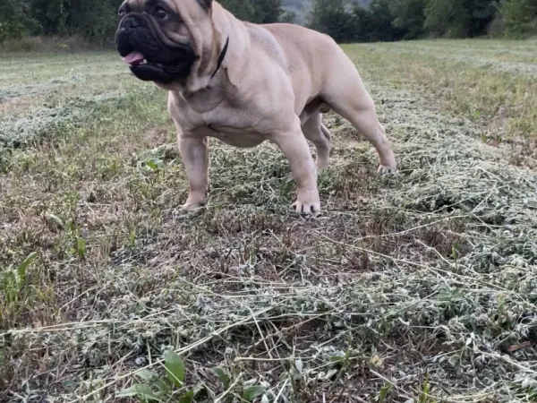 Francuski buldog na prodaju, Beograd