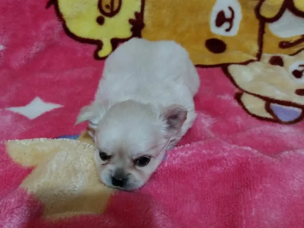 Čivava na prodaju, Subotica