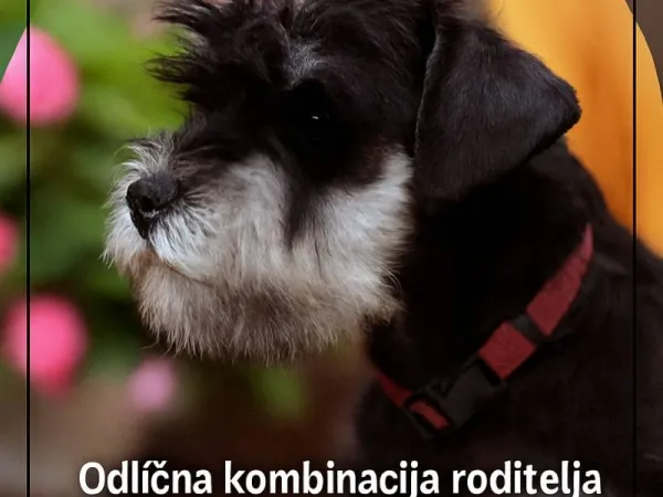 Patuljasti šnaucer na prodaju, Bečej