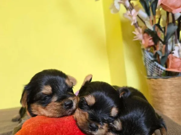 Jorkširski terijer na prodaju, Zrenjanin