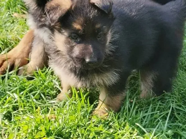 Nemački ovčar na prodaju, Novi Sad