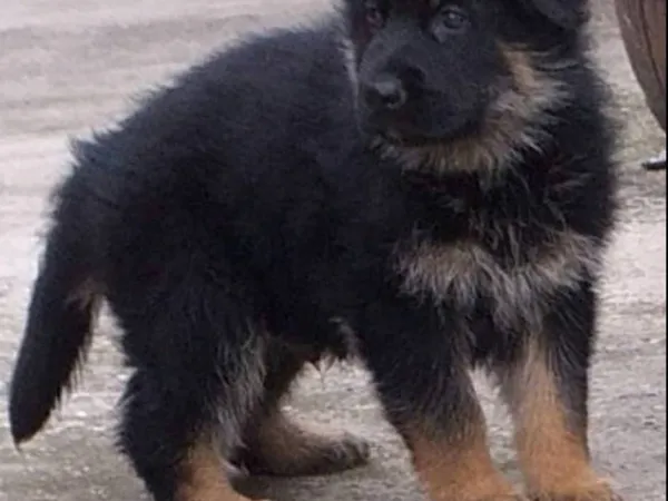 Nemački ovčar na prodaju, Novi Sad