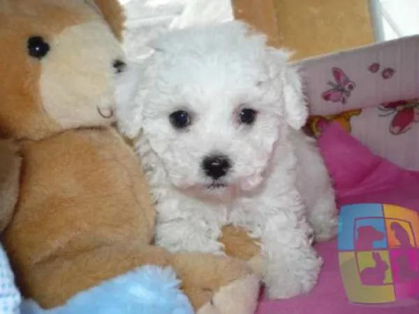 Kovrdžavi bišon na prodaju, Novi Sad